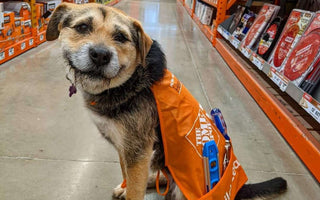 Home Depot Hired its Cutest (Honorary) Employee Ever