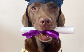 Family Gives Dog His Own Graduation Photo So He Doesn't Feel Left Out