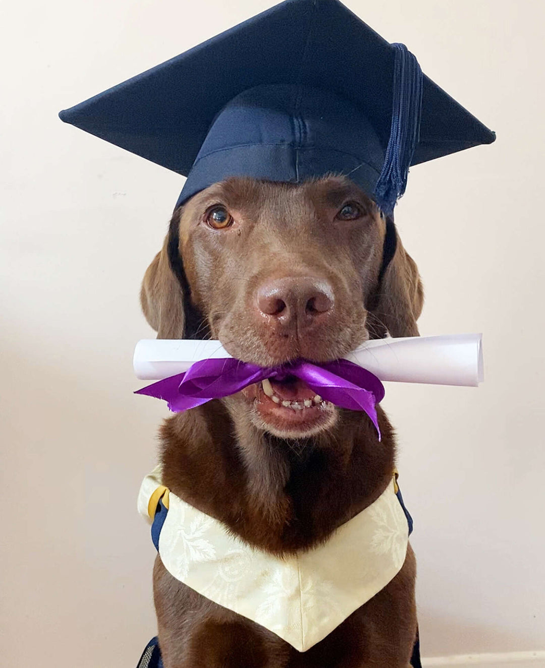 Family Gives Dog His Own Graduation Photo So He Doesn't Feel Left Out