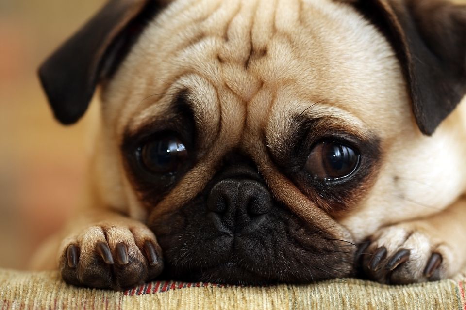 a sad pug
