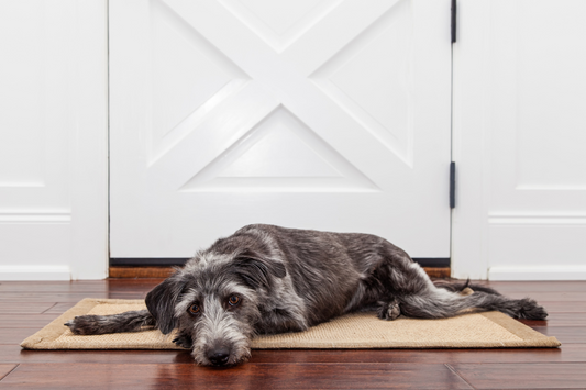 How to Help Your Dog's Separation Anxiety