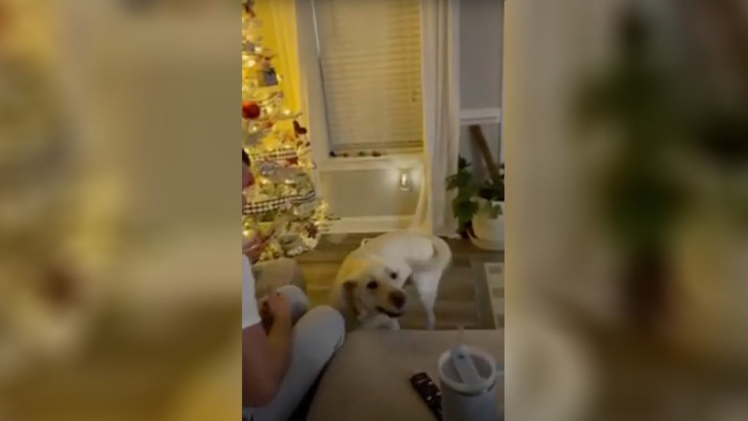 Medical Alert Dog Saves Young Girl