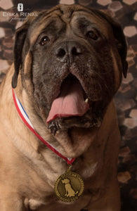 Meet Our First Good Dog Gold Medal Winner: Sherman!
