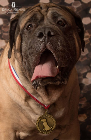 Meet Our First Good Dog Gold Medal Winner: Sherman!