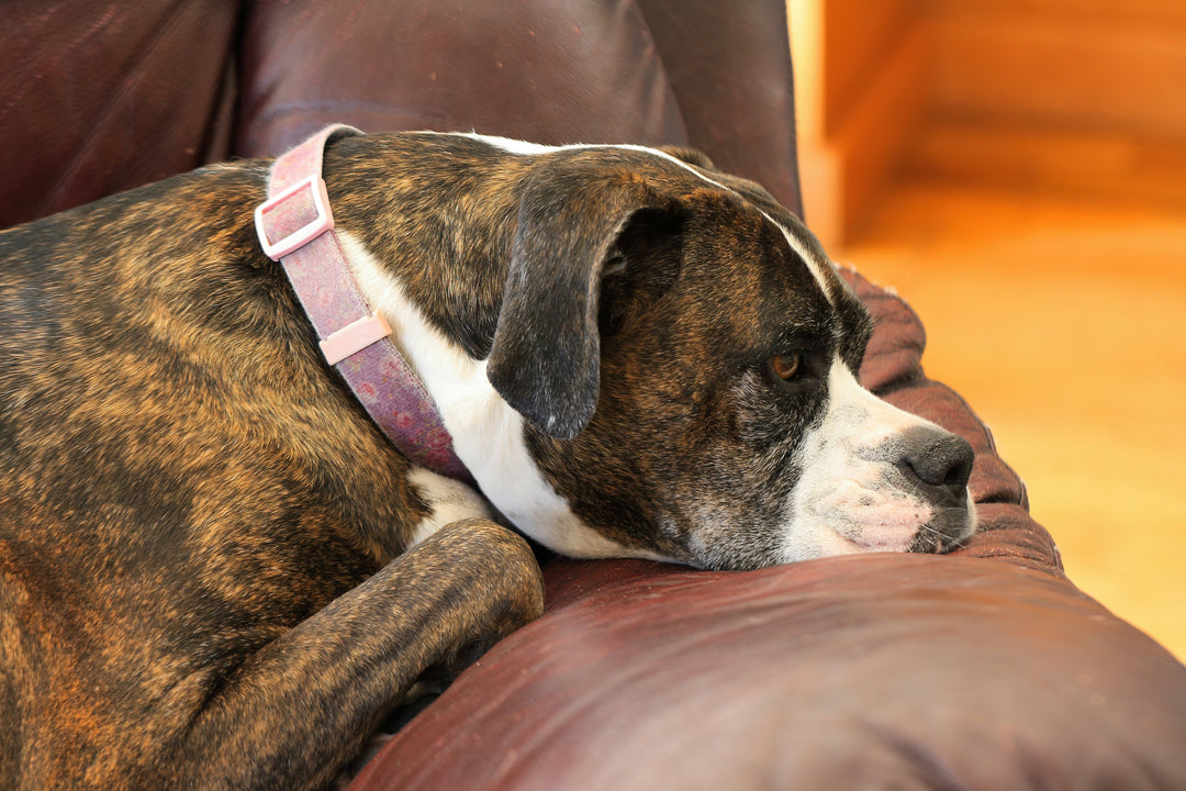Techniques for Managing Anxiety in Dogs