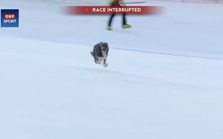 The World's First Skiing Dog!
