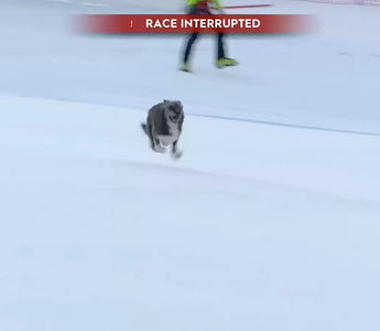 The World's First Skiing Dog!