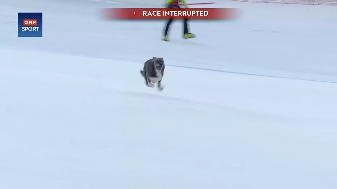 The World's First Skiing Dog!