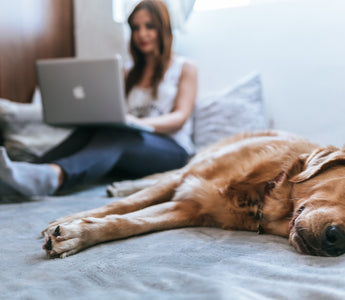 My dog is slowing down. Is that normal or something I should worry about?