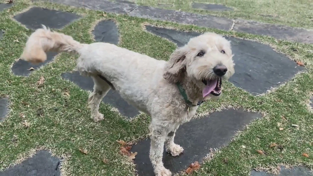 Three-Legged Dog with Cancer Saves Baby Otter in Minnesota River