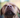 Sniff & Seek: DIY Nose Work Games for Dogs