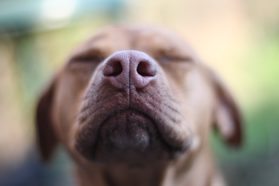 Sniff & Seek: DIY Nose Work Games for Dogs