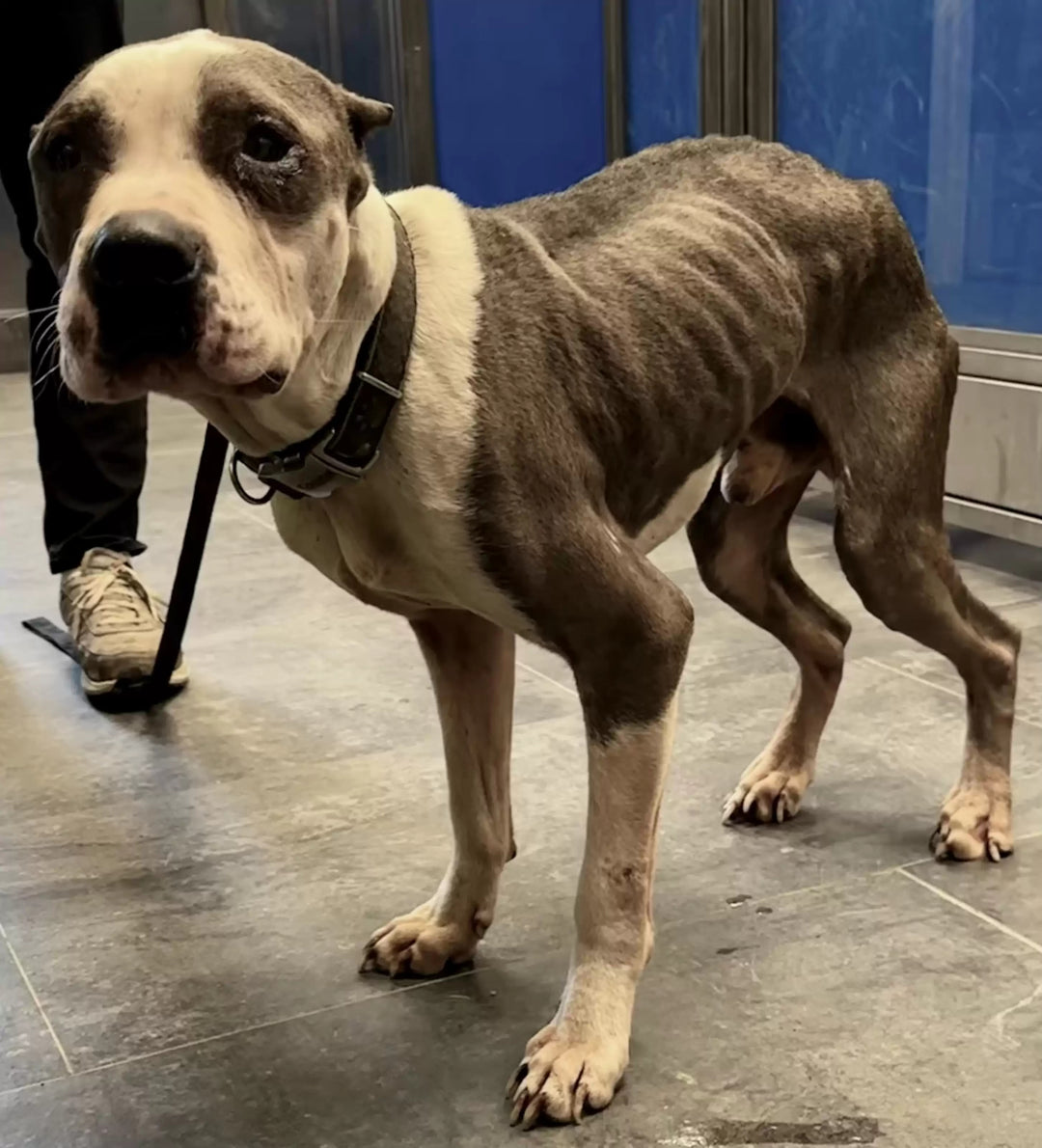 Dog Remains Gentle and Loving Despite Rough Life