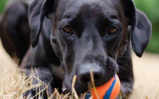Can Arthritis Come on Suddenly in Dogs?
