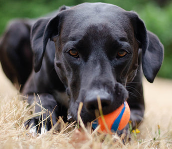 Can Arthritis Come on Suddenly in Dogs?