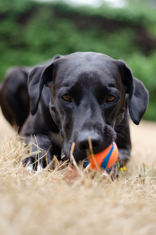 Can Arthritis Come on Suddenly in Dogs?