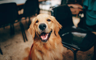 Can canine arthritis be cured