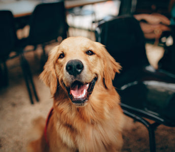 Can canine arthritis be cured