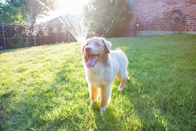 5 Games to Play to Keep Your Dog Active this Summer