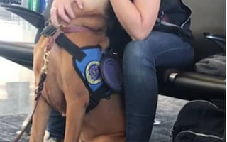 Owner Suffers Panic Attack - But Support Dog Runs To Rescue!
