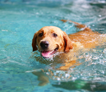 Benefits of Swimming For Your Dog
