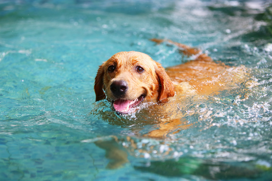 Benefits of Swimming For Your Dog