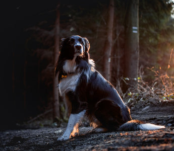 Secrets of Canine Behavior: What Your Dog's Actions Really Mean