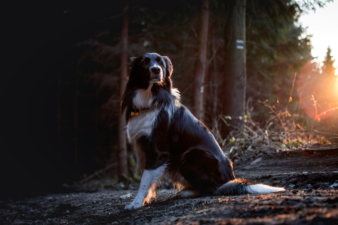 Secrets of Canine Behavior: What Your Dog's Actions Really Mean