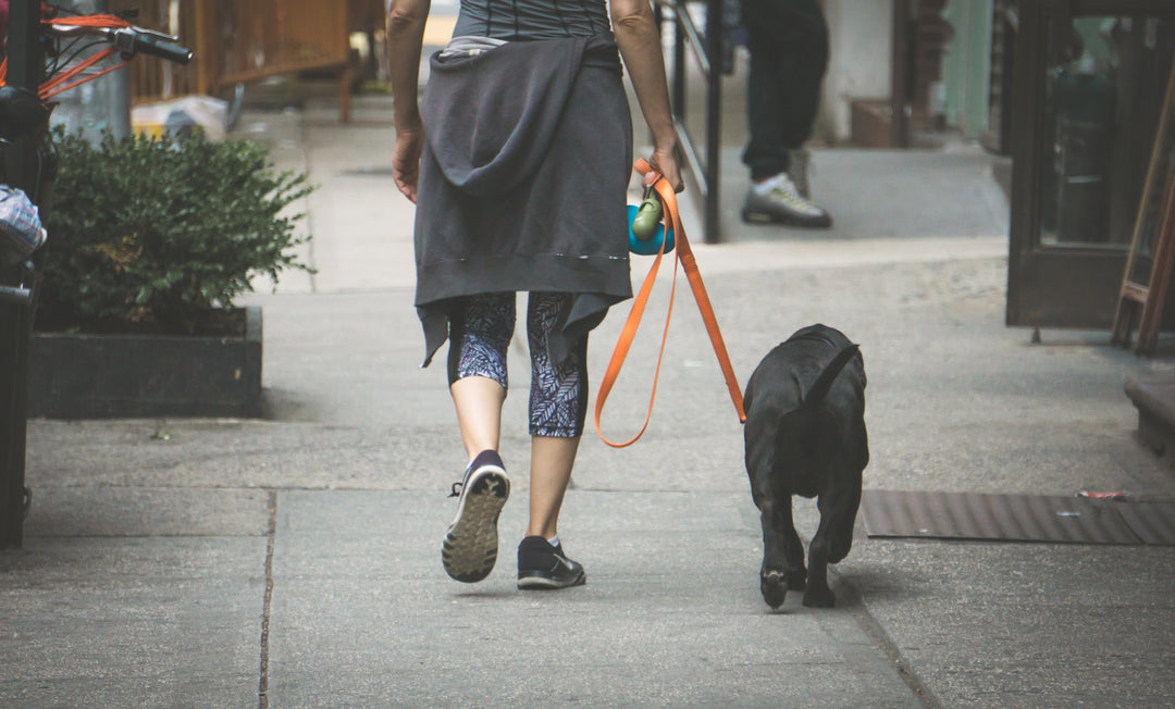 Everyday Exercise For Your Dog Routine