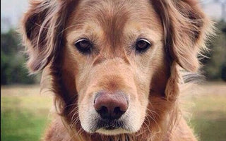 Hilariously Heartwarming: Senior Dog Memes That Capture the Joys of Aging Pups