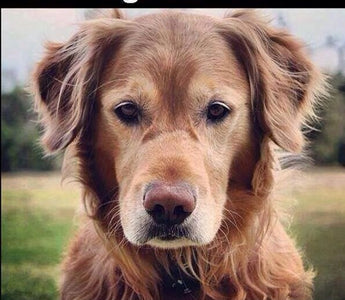 Hilariously Heartwarming: Senior Dog Memes That Capture the Joys of Aging Pups