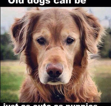 Hilariously Heartwarming: Senior Dog Memes That Capture the Joys of Aging Pups