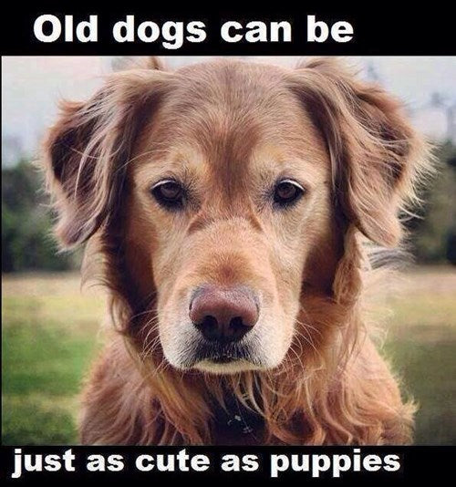 Hilariously Heartwarming: Senior Dog Memes That Capture the Joys of Aging Pups