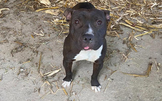 Meet Edward: Brave Barkers