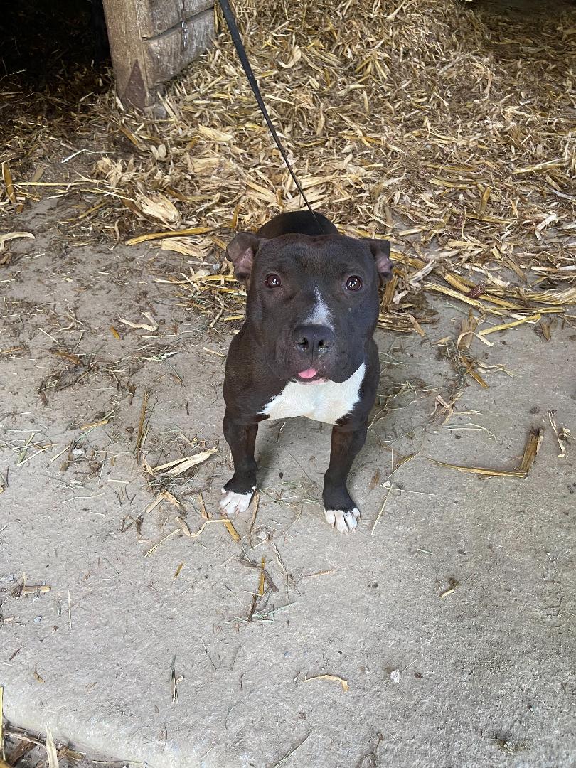 Meet Edward: Brave Barkers