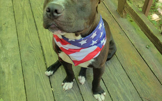 Edward's Injuries and Foster Update: Brave Barkers