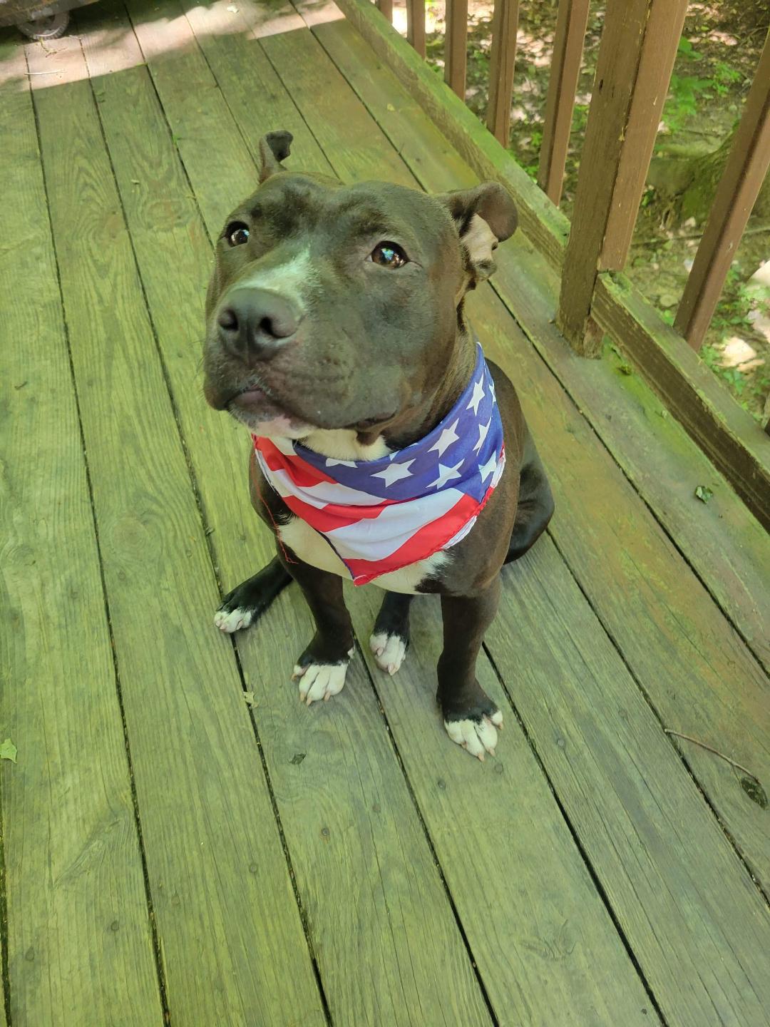 Edward's Injuries and Foster Update: Brave Barkers