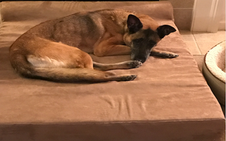 The Explosives Detection Dog Who Has a Soft Spot for Kids in Need