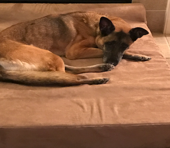 The Explosives Detection Dog Who Has a Soft Spot for Kids in Need