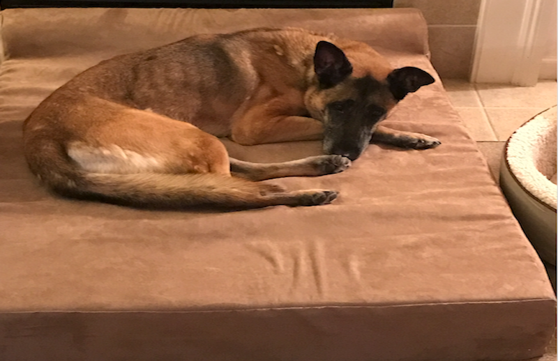 The Explosives Detection Dog Who Has a Soft Spot for Kids in Need