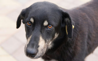 A Comprehensive Guide to Preventing and Treating Fleas
