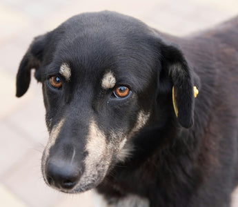 A Comprehensive Guide to Preventing and Treating Fleas