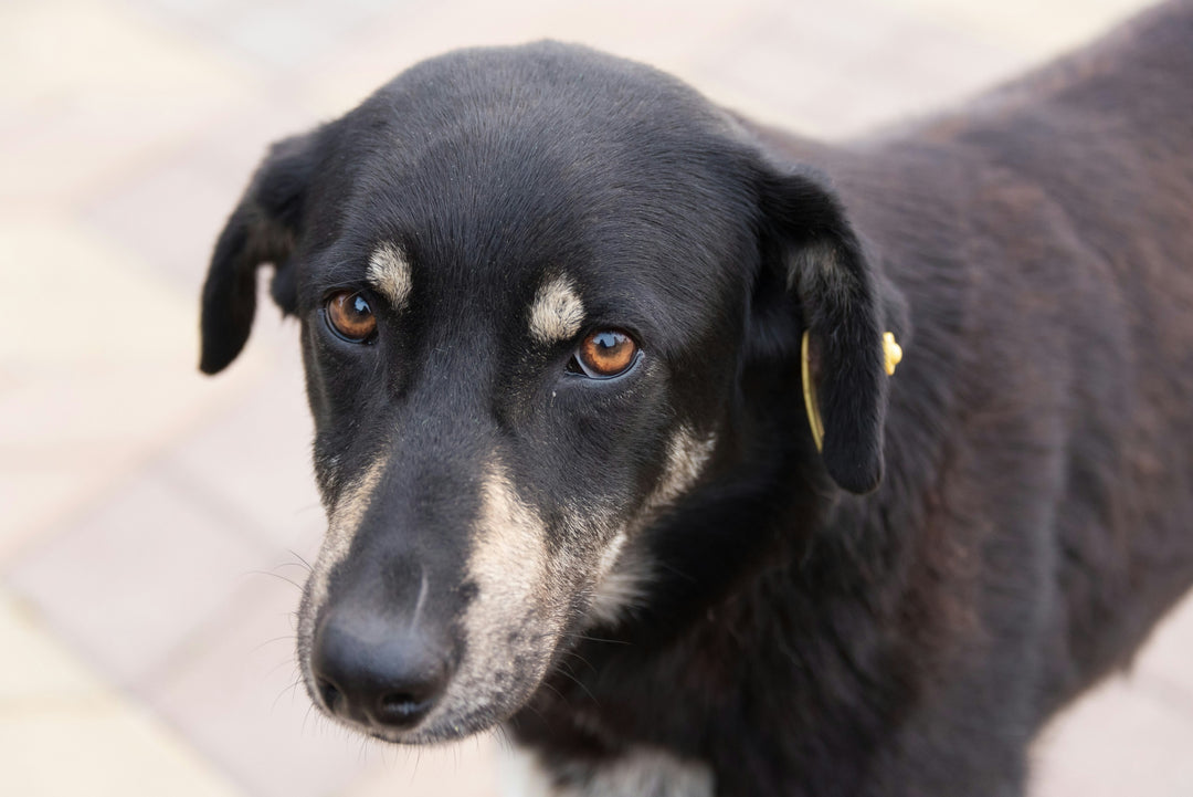 A Comprehensive Guide to Preventing and Treating Fleas