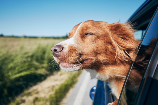 Travel Essentials For Your Dog