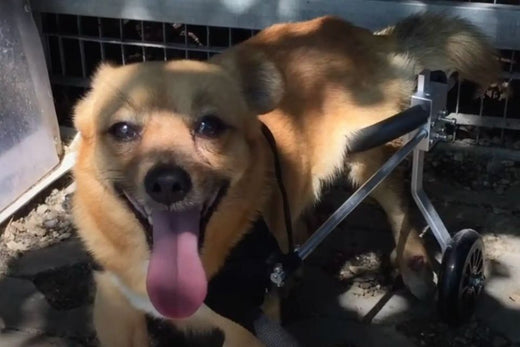 Dog in wheelchair