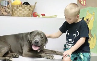7-Year-Old Wins ASPCA Award For Rescuing More Than 1,300 Dogs From High-Kill Shelters