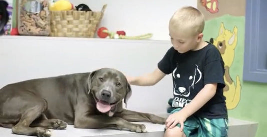 7-Year-Old Wins ASPCA Award For Rescuing More Than 1,300 Dogs From High-Kill Shelters