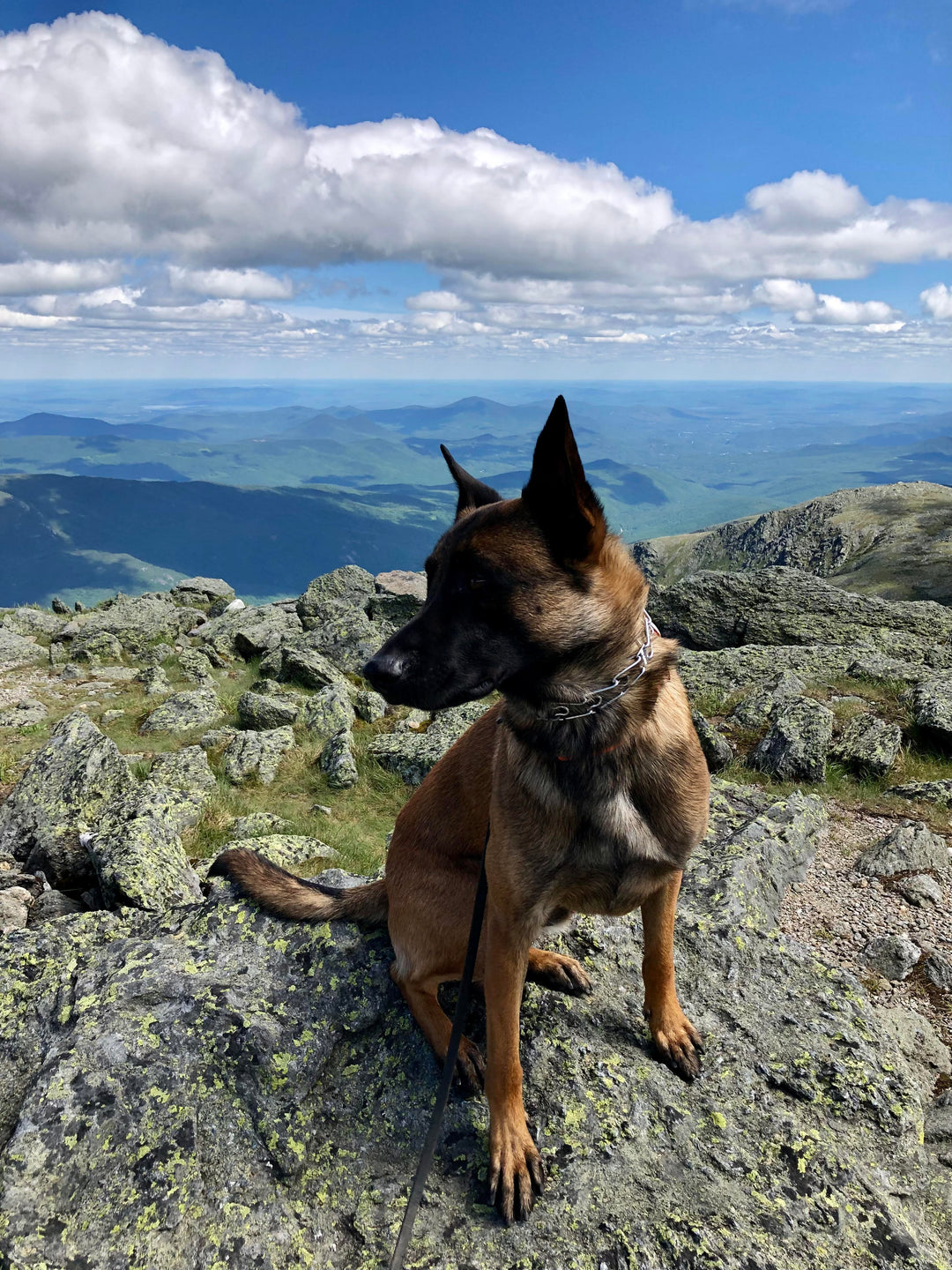 Ant's Surgery Update | Brave Barkers