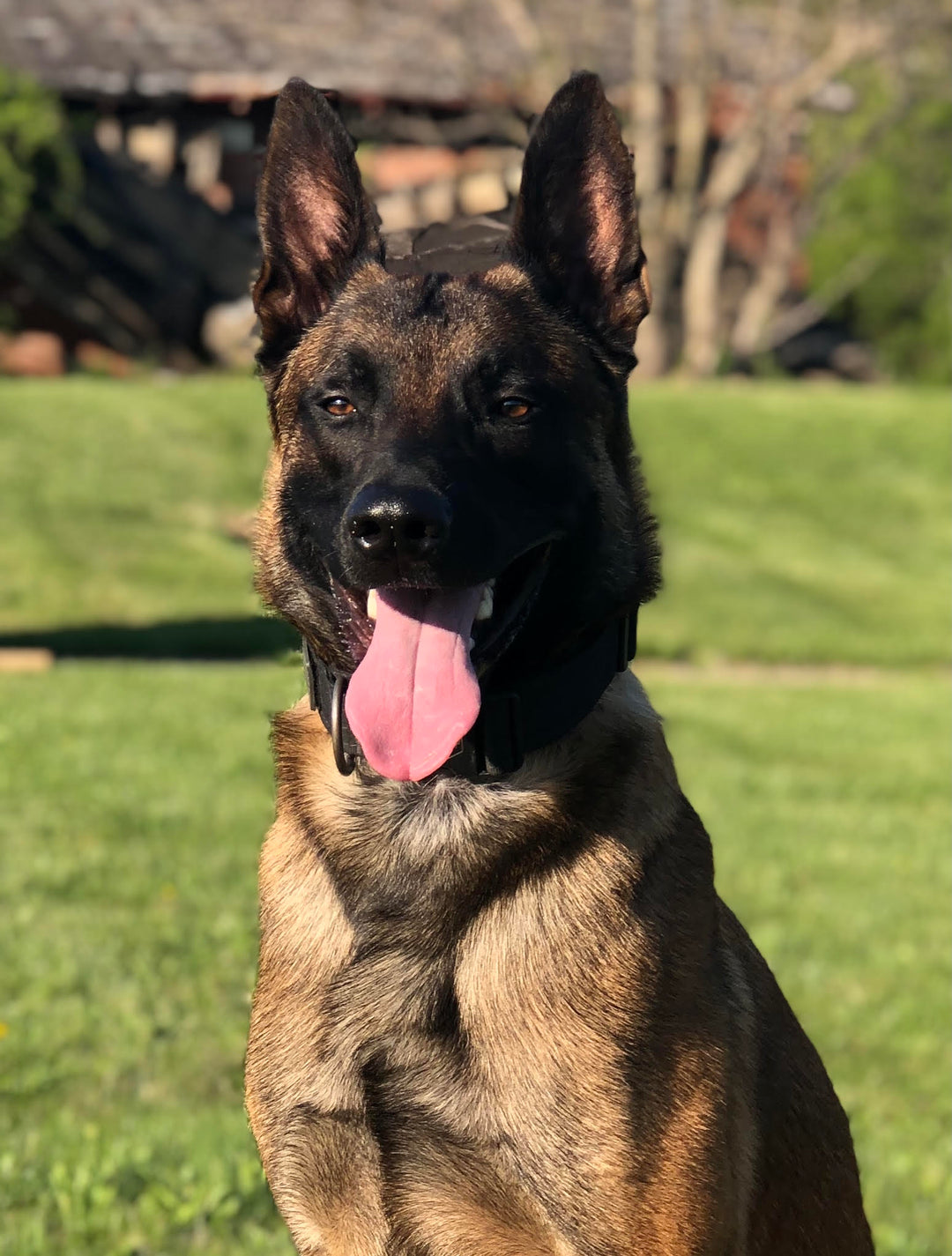 Ant gets surgery today! Thanks to you 😊