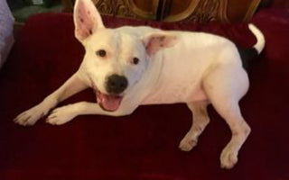 Customer Review: Mary Timmons, Home Away From Home Animal Rescue and Sanctuary